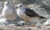 juvenile LBBG, ringed in the Netherlands.